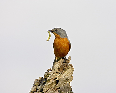 Silverbird (Empidornis semipartitus) with inchworm, Serengeti National Park, Tanzania, East Africa, Africa