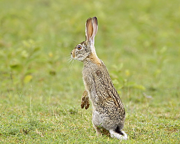 African hare (Cape hare) (brown hare) (Lepus capensis), Serengeti National Park, Tanzania, East Africa, Africa