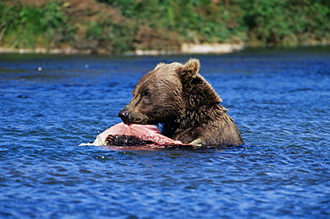 Alaskan brown bear (Ursus middendorffi), Katmai National Park and Preserve, Alaska, United States of America, North America