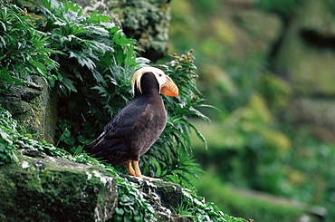 Tufted puffin (Fratercula cirrhata), St. George Island, Pribilof Islands, Alaska, United States of America, North America