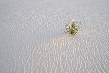 Sand ripples and yucca in last light, White Sands National Monument, New Mexico, United States of America, North America