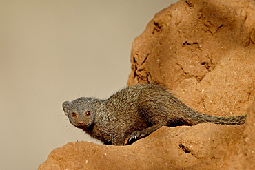 Dwarf mongoose (Helogale parvula), Samburu National Reserve, Kenya, East Africa, Africa