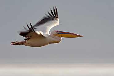 Great white pelican (Eastern white pelican) (Pelecanus onocrotalus) in flight, Lake Nakuru National Park, Kenya, East Africa, Africa