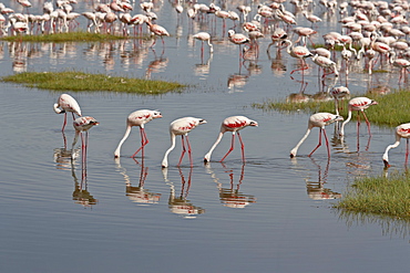 Lesser flamingos (Phoeniconaias minor) feeding in Lake Nakuru, Lake Nakuru National Park, Kenya, East Africa, Africa