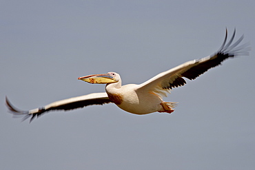 Great white pelican (Eastern white pelican (Pelecanus onocrotalus) in flight, Lake Nakuru National Park, Kenya, East Africa, Africa