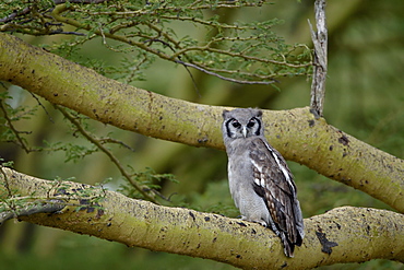 Verreaux's eagle owl (giant eagle owl) (Bubo lacteus), Lake Nakuru National Park, Kenya, East Africa, Africa