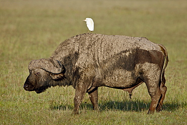 Cape buffalo (African buffalo) (Syncerus caffer) with a cattle egret (Bubulcus ibis) on its back, Lake Nakuru National Park, Kenya, East Africa, Africa