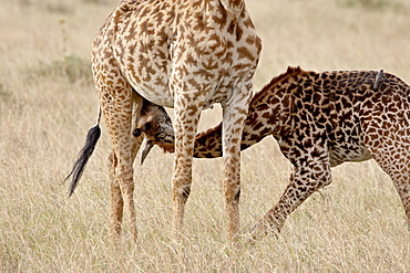 Baby Masai giraffe (Giraffa camelopardalis tippelskirchi) nursing, Masai Mara National Reserve, Kenya, East Africa, Africa