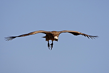 Immature African white-backed vulture (Gyps africanus) on approach, Masai Mara National Reserve, Kenya, East Africa, Africa