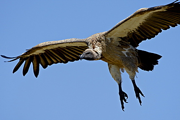 African white-backed vulture (Gyps africanus) on final approach, Masai Mara National Reserve, Kenya, East Africa, Africa