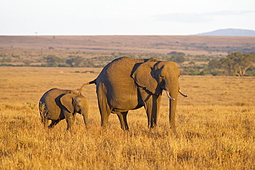 African Elephant (Loxodonta africana) mother and young, Masai Mara National Reserve, Kenya, East Africa, Africa