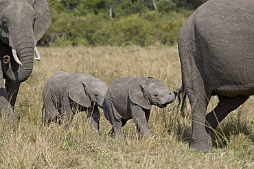 Two young African Elephant (Loxodonta africana), Masai Mara National Reserve, Kenya, East Africa, Africa