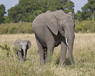 African Elephant (Loxodonta africana) mother and young, Masai Mara National Reserve, Kenya, East Africa, Africa