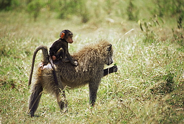 Olive baboon mother and baby (Papio cynocephalus anubis), Masai Mara National Reserve, Kenya, East Africa, Africa