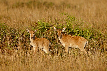 Two young Coke's Hartebeest (Alcelaphus buselaphus cokii), Masai Mara National Reserve, Kenya, East Africa, Africa