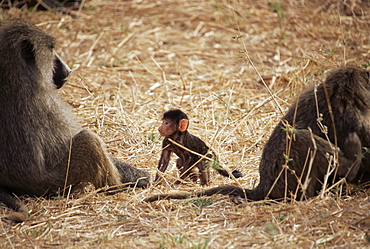 Olive baboon female and infant (Papio cynocephalus anubis), Tarangire National Park, Tanzania, East Africa, Africa