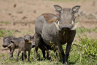 Mother and baby Warthog (Phacochoerus aethiopicus), Masai Mara National Reserve, Kenya, East Africa, Africa