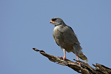 Dark Chanting Goshawk (Melierax metabates), Masai Mara National Reserve, Kenya, East Africa, Africa