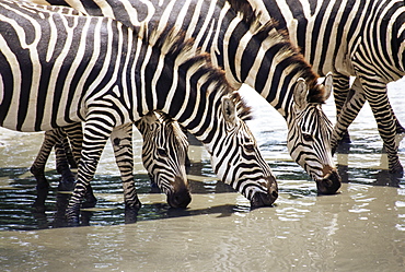 Burchell's zebra (Equus burchelli), drinking, Tarangire National Park, Tanzania, East Africa, Africa