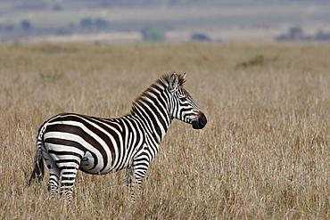 Grants Zebra (Plains Zebra) (Common Zebra) (Equus burchelli boehmi), Masai Mara National Reserve, Kenya, East Africa, Africa