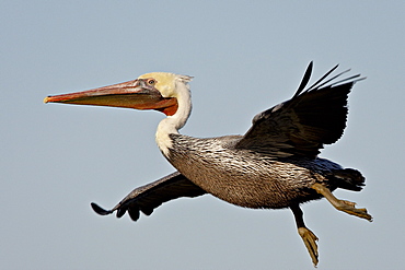 American White Pelican (Pelecanus erythrorhynchos) in flight shortly after taking off, Sonny Bono Salton Sea National Wildlife Refuge, California, United States of America, North America