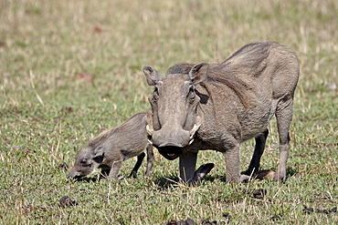 Warthog (Phacochoerus aethiopicus) mother and baby, Masai Mara National Reserve, Kenya, East Africa, Africa