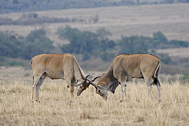 Two male common eland (Taurotragus oryx) sparring, Masai Mara National Reserve, Kenya, East Africa, Africa