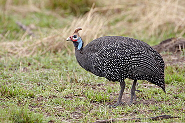 Helmeted guineafowl (Numida meleagris), Masai Mara National Reserve, Kenya, East Africa, Africa