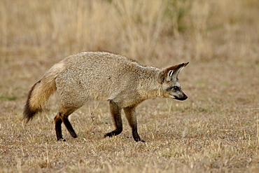 Bat-eared fox (Otocyon megalotis), Masai Mara National Reserve, Kenya, East Africa, Africa