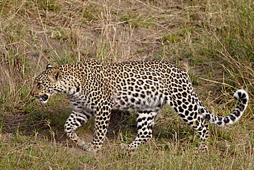 Leopard (Panthera pardus) walking, Masai Mara National Reserve, Kenya, East Africa, Africa