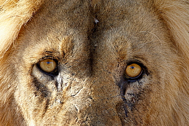 Lion (Panthera leo) eyes, Kgalagadi Transfrontier Park, encompassing the former Kalahari Gemsbok National Park, South Africa