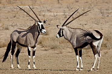 Two gemsbok (South African oryx) (Oryx gazella) face to face, Kgalagadi Transfrontier Park, South Africa