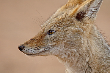 Black-backed jackal (silver-backed jackal) (Canis mesomelas), Kgalagadi Transfrontier Park, South Africa