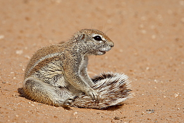 Cape ground squirrel (Xerus inauris) grooming, Kgalagadi Transfrontier Park, former Kalahari Gemsbok National Park, South Africa