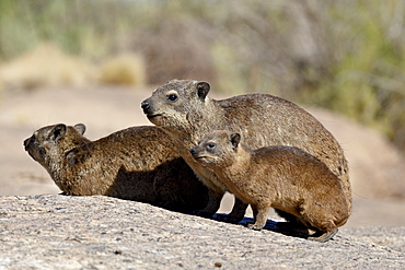 Rock hyrax (rock dassie) (Procavia capensis) mother and young, Augrabies Falls National Park, South Africa, Africa