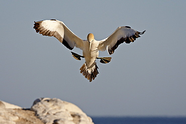 Cape gannet (Morus capensis) landing, Lambert's Bay, South Africa, Africa