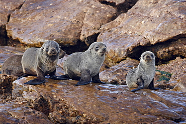 Three Cape fur seal (South African fur seal) (Arctocephalus pusillus) pups, Elands Bay, South Africa, Africa