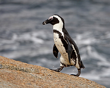 African penguin (Spheniscus demersus), Simon's Town, South Africa, Africa