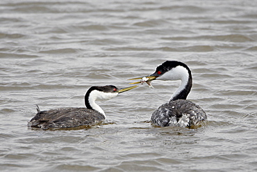 Western grebe (Aechmophorus occidentalis) courtship, Bear River Migratory Bird Refuge, Utah, United States of America