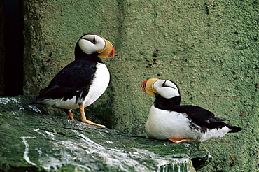 Horned puffin (Fratercula corniculata), St. George Island, Pribolof Islands, Alaska, United States of America, North America