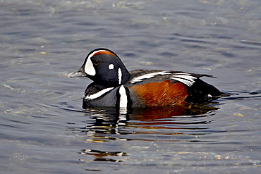 Male harlequin duck (Histrionicus histrionicus), near Victoria, British Columbia, Canada, North America