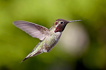 Male Anna's hummingbird (Calypte anna), near Saanich, British Columbia, Canada, North America