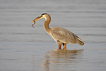 Great blue heron (Ardea herodias) with a fish, Esquimalt Lagoon, Saanich, British Columbia, Canada, North America