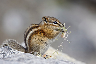 Yellow pine chipmunk (Eutamias amoenus) eating, Muncho Lake Provincial Park, British Columbia, Canada, North America