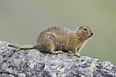 Arctic ground squirrel (Parka squirrel) (Citellus parryi), Hatcher Pass, Alaska, United States of America, North America