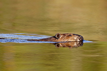 Beaver (Castor canadensis) swimming in a pond, Denali Highway, Alaska, United States of America, North America