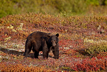 Black bear (Ursus americanus) among fall color, Denali National Park and Preserve, Alaska, United States of America