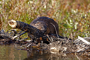 Beaver (Castor canadensis) hauling a log up over its dam, Denali National Park and Preserve, Alaska, United States of America