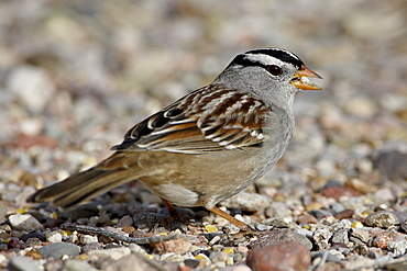 White-crowned Sparrow (Zonotrichia leucophrys), Caballo Lake State Park, New Mexico, United States of America, North America