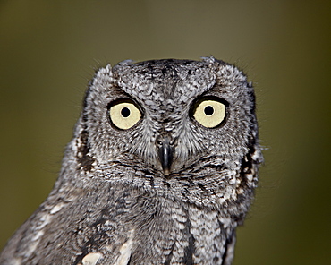 Western Screech-Owl (Megascops kennicottii) in captivity, Arizona Sonora Desert Museum, Tucson, Arizona, United States of America, North America